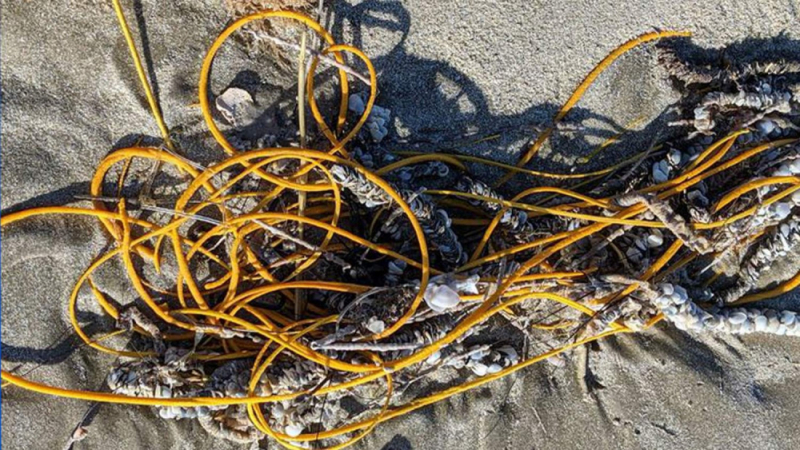 Невиждано същество като намотано въже изпълзя на плаж в Тексас 