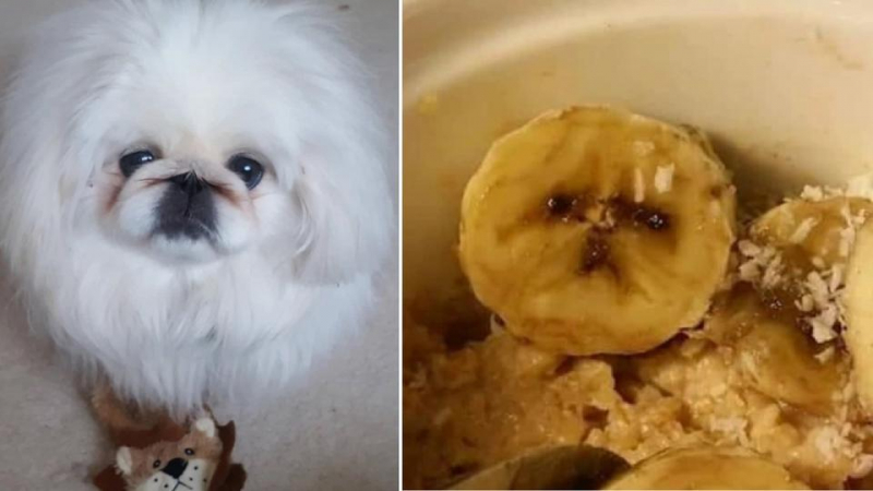 Голям смях: Момиче откри двойник на кучето си в храната СНИМКИ