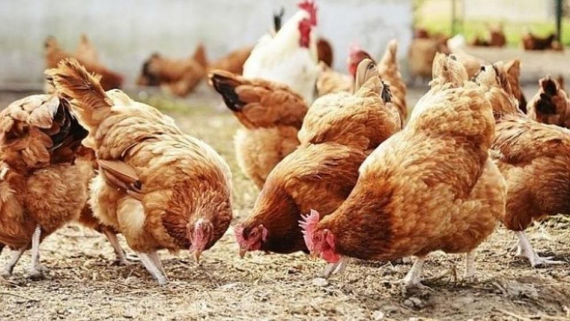 Ново огнище на птичи грип е установено в България
