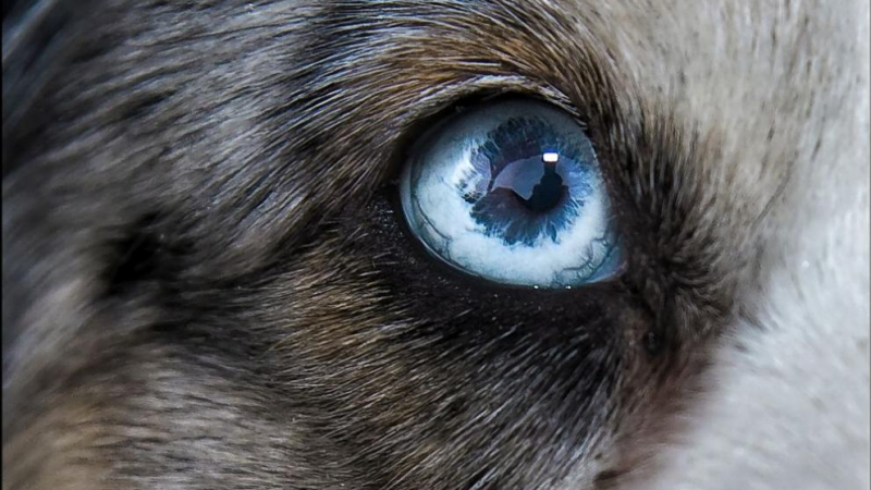 Разследват мистерията със сините кучета в Русия 