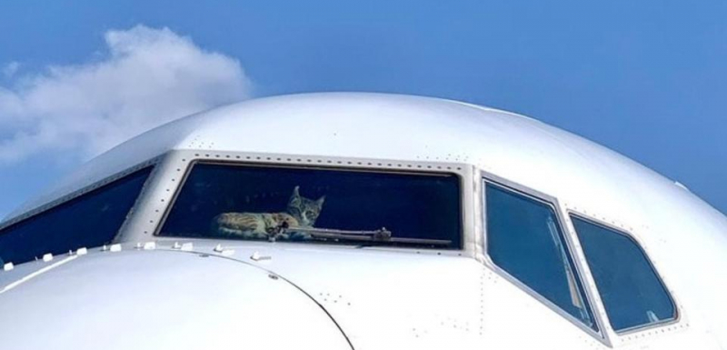 Забравена котка изкара 2 седмици в самолет и спретна жестоко отмъщение СНИМКИ