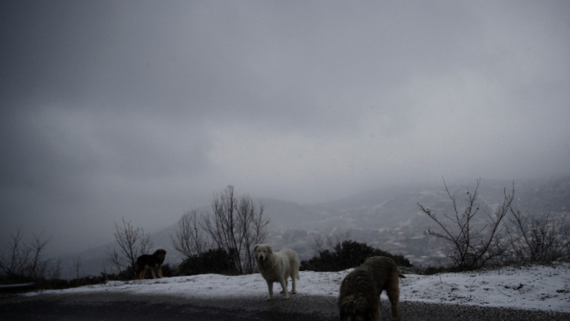 Студ и сняг сковаха Гърция