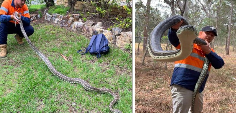 Ловец на змии изгуби съня си след сблъсък с уникален питон СНИМКИ 
