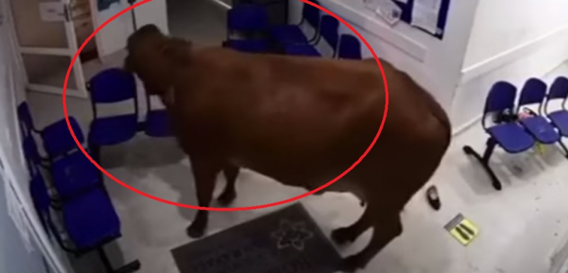 Крава нахлу в Спешно отделение на болница и стана страшно ВИДЕО