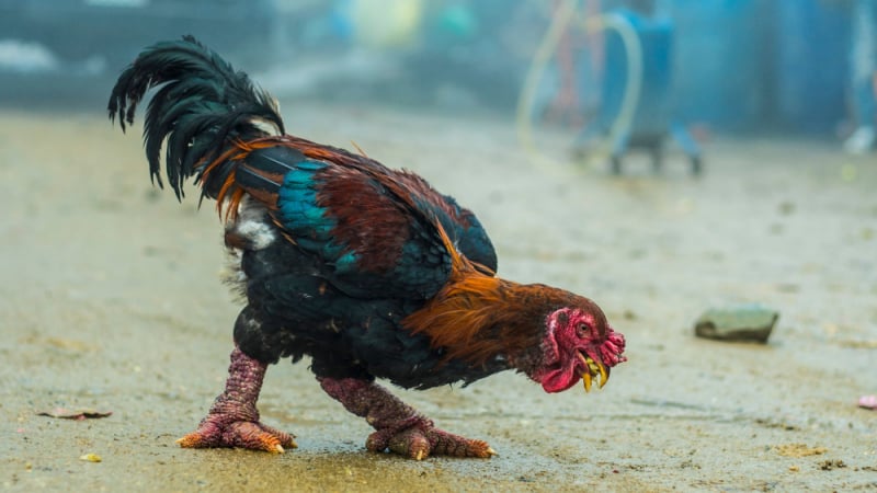 Защо туристите плащат хиляди долари за виетнамски кокошки