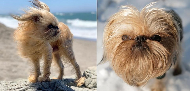"Вечно недоволно" кученце стана звезда на Instagram ВИДЕО