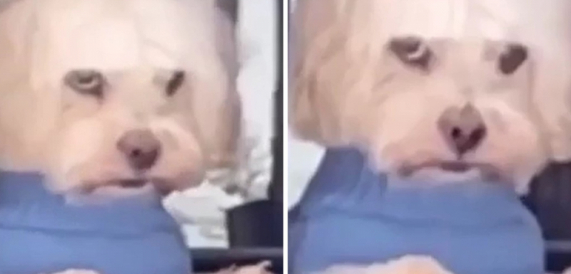 Куче показа как изглежда истинското разочарование ВИДЕО