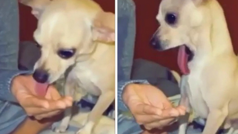 Реакцията на куче към газирана напитка стана хит в мрежата ВИДЕО