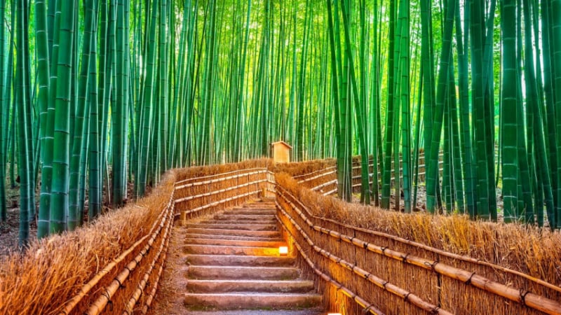 Прочутата бамбукова гора, от която милиони туристи са разочаровани