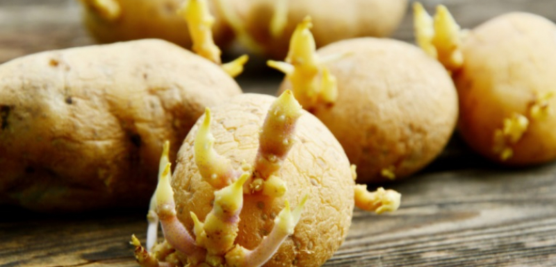 Никога не сте знаели за лечебните свойства на кълновете на картофите