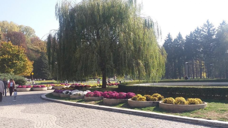 Масова сеч в Южния Парк в София