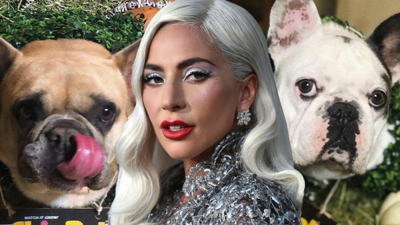 Шастлива развръзка с кучетата на Лейди Гага, за които обяви награда от 500 бона