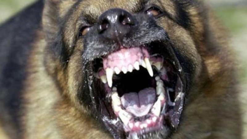 Глутница кучета нападна 9-годишно дете в Дупница