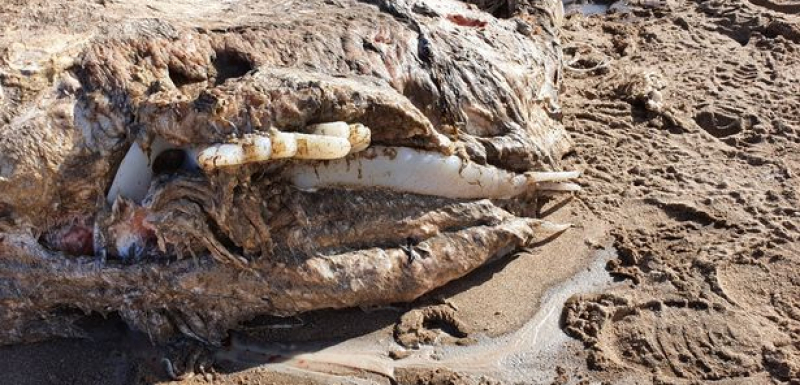 Мистериозно 7-метрово морско чудовище на плажа в Уелс озадачи експертите СНИМКИ 