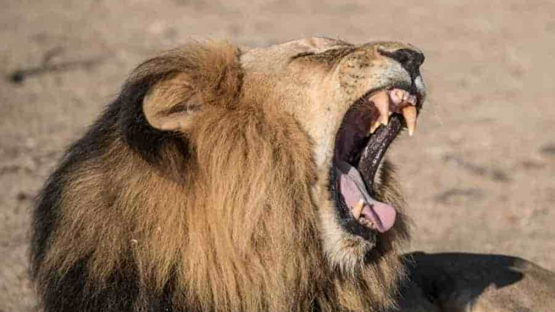 Кървава баня: 2 млади лъва разкъсаха мъж, а секунди по-късно...
