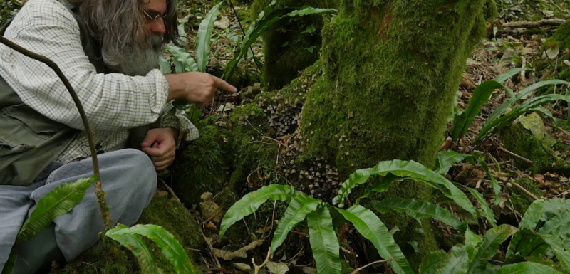 Мистично: Ловец на феи срещна мънички зелени човечета в гората ВИДЕО