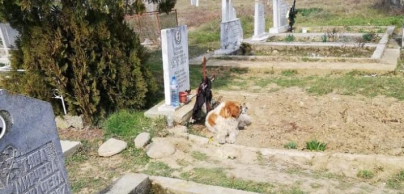 Куче лежи на гроба на стопанина си в Дъбово вече 40 дни СНИМКИ