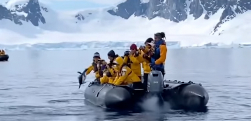 Пингвин скочи в лодка на туристи, за да... ВИДЕО 