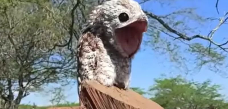 Фермерка се вцепени от ужас, когато видя най-страшната птица в света ВИДЕО