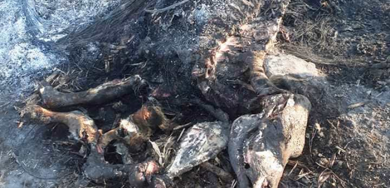 Кошмарни СНИМКИ с изгорени трупове насред полето в Търновско взриви мрежата 