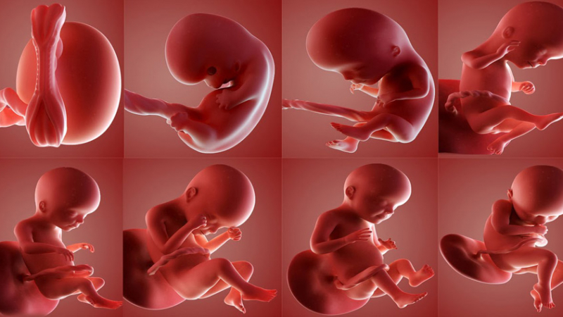 Ето каква чудесия постигнаха в Израел при отглеждането на ембриони