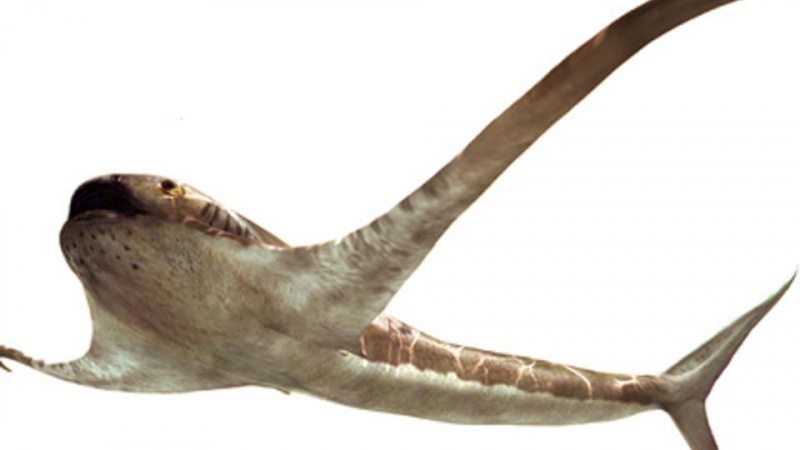 Откриха "крилата" акула от времето на динозаврите в Мексико
