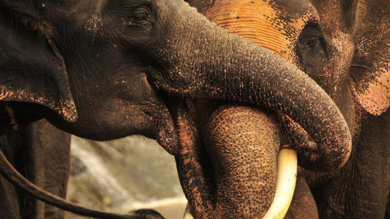 Слонове си спретнаха бой по време на цирково представление ВИДЕО