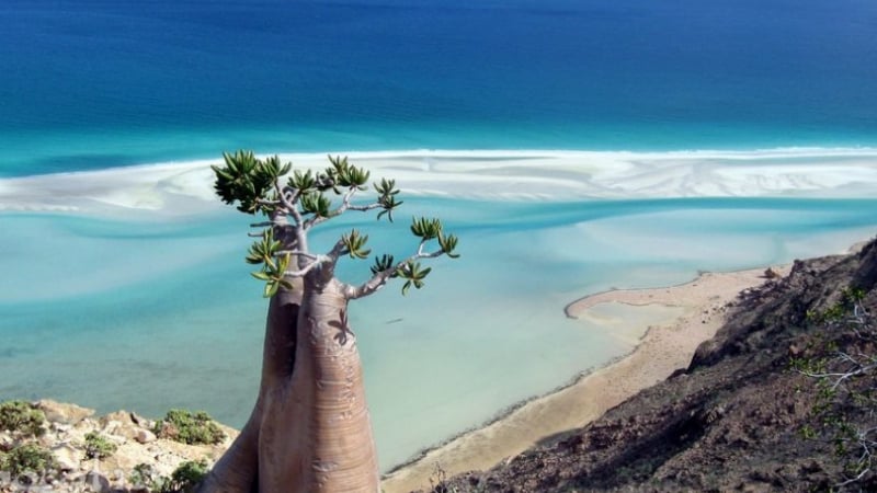Остров Сокотра е истински рай на земята