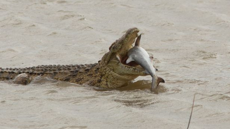 Хищник: Гигантски крокодил глътна акула на една хапка СНИМКИ