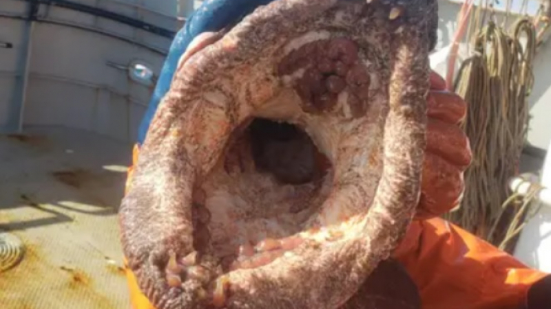 Рибар улови страховито подводно чудовище СНИМКИ