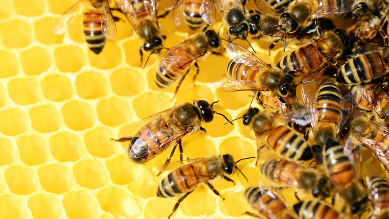 Какво става с пчелите? Смъртност над 50% 