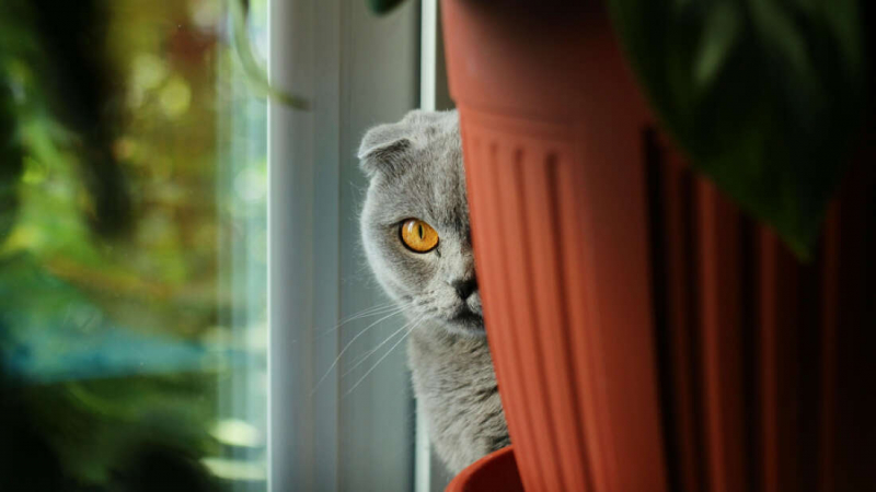 Разкритие: ЦРУ е създало котка киборг, която да шпионира Москва 