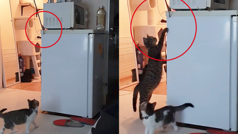 Котка извади заклещена играчка на котенце и възхити интернет ВИДЕО