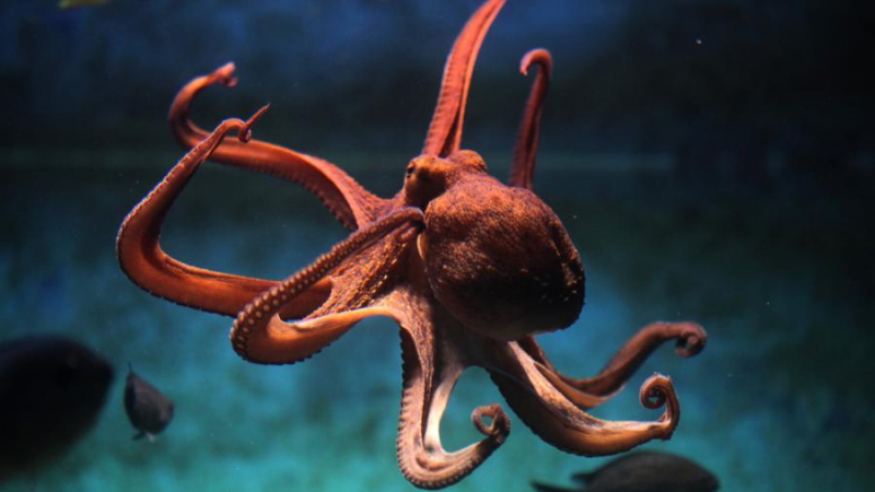 "Кисел" октопод тероризира туристи ВИДЕО