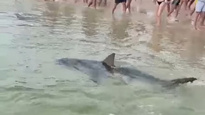 Двуметрова акула вся ужас в почиващи на плаж в Сидни ВИДЕО