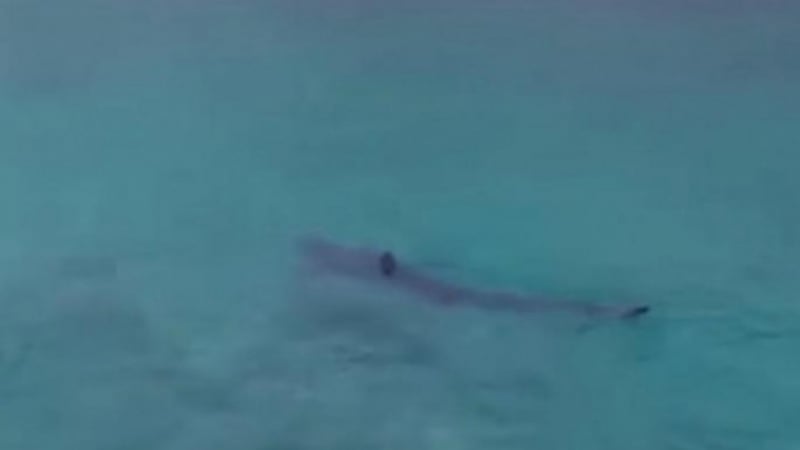 Сцена от най-лошите кошмари в Гърция: Акула в плитчините в известен курорт