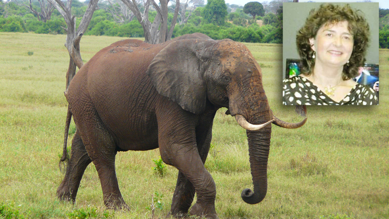 Да станеш чесало за слон в Танзания