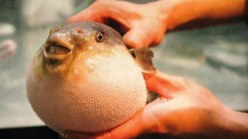 Ужас край Анталия - нашествие на смъртоносно отровната риба Фугу ВИДЕО