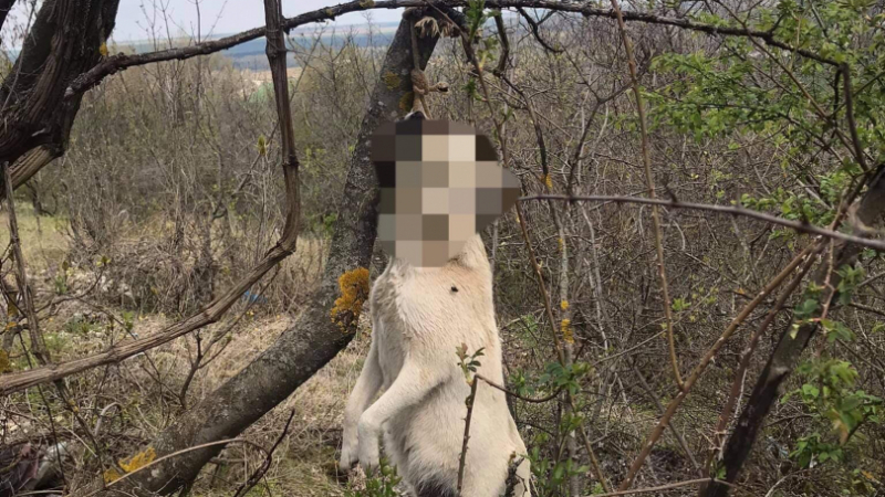 Изрод от Червен бряг обеси куче на дърво! СНИМКА 18+