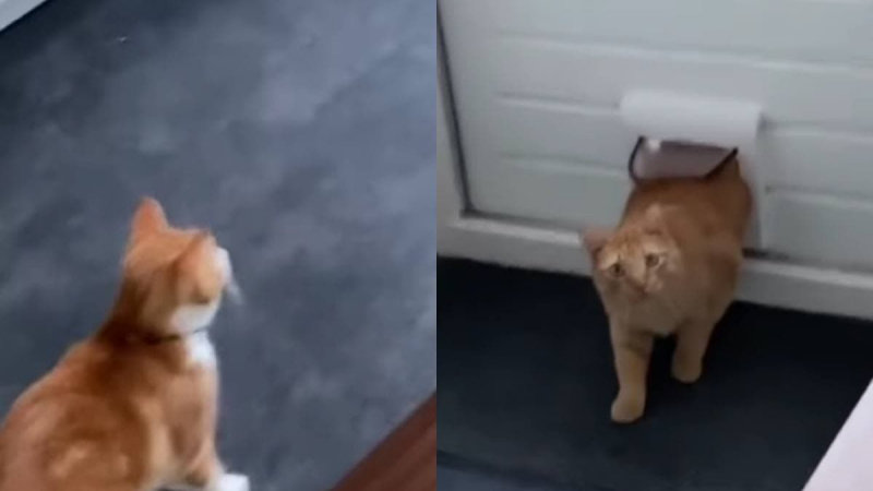 Тайната среща на котка и уличен котарак бе запечатано на ВИДЕО