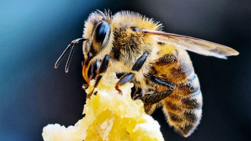 Изгодно: Бизнес за пчелари стартира в Интернет