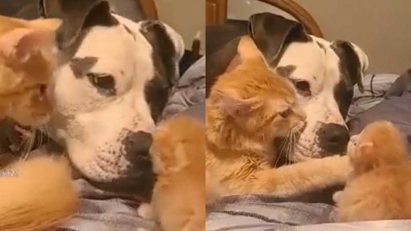 Майка котка запозна котето си с куче и покори интернет ВИДЕО