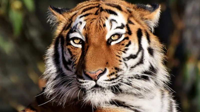 Тигър предизвика паника в Китай, напада хора и коли ВИДЕО