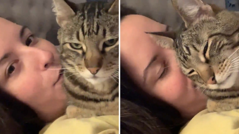 Реакцията на котка към нейната собственичка трогна интернет ВИДЕО
