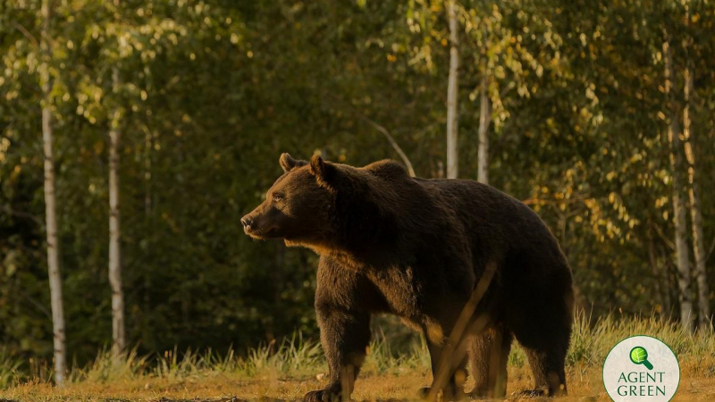 Принц от голяма династия застреля най-голямата мечка в Европа