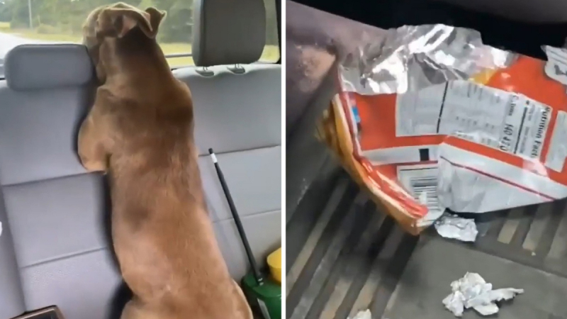 Забавно: Куче се престори, че не знае кой е изял чипса на собственика ВИДЕО