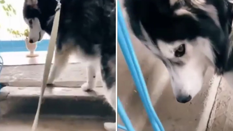 Вижте как куче се опита да измами собственичката, но претърпя фиаско ВИДЕО