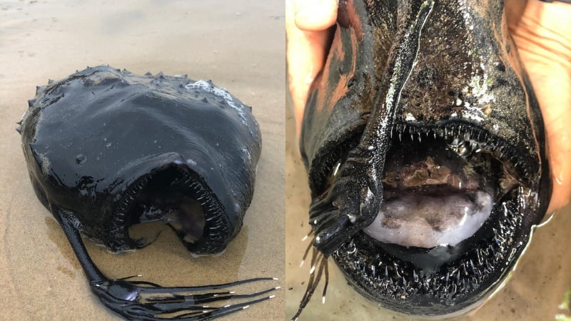 Турист намери зловеща дълбоководна риба и изплаши мрежата СНИМКИ