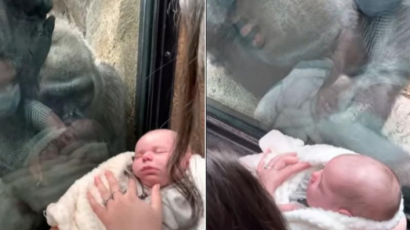 Майка с бебе посети зоопарка и всички бяха изненадани от реакцията на горилата ВИДЕО