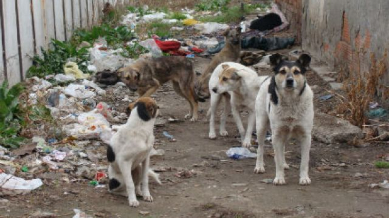 Кметът на Кричим въвежда глоба от 500 лв. за хранене на бездомни кучета 